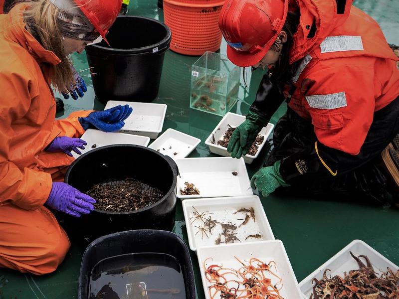 Artar fr&aring; pr&oslash;vetaking vert sortert. Arbeid om bord forskningsfart&oslash;yet Kronprins Haakon. 